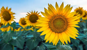 Sunflowers as Gift