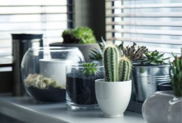 How to Care Houseplants During Winter