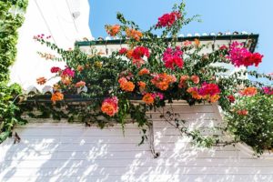 Best Ways to Create and Nurture a Vertical Garden for Home