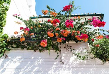 Best Ways to Create and Nurture a Vertical Garden for Home