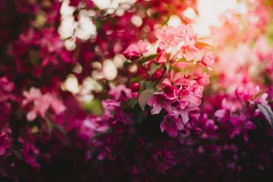 5 Most Beautiful Pink Flowers for Your Home Garden