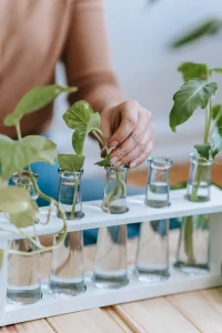 5 Plants That Are Suitable to Create a Bottle Garden at Home