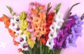 August Birth Flower delivery in the uae