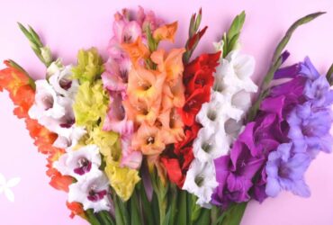 August Birth Flower delivery in the uae