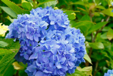 Blue-hydrangea